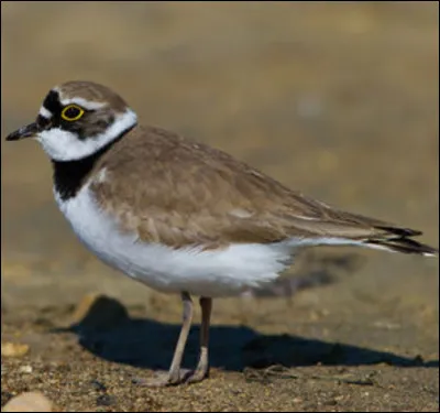 Quel est cet oiseau ?