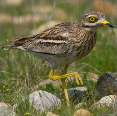 Quel est cet oiseau ?