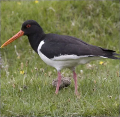 Quel est cet oiseau ?