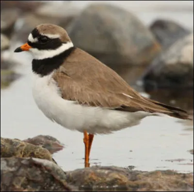 Quel est cet oiseau ?