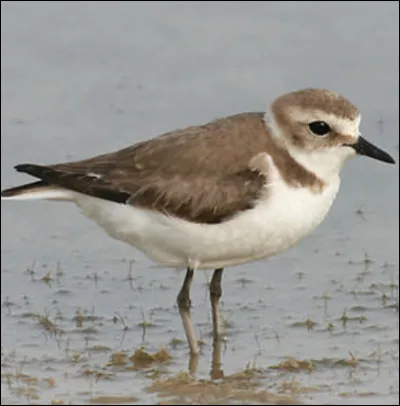 Quel est cet oiseau ?