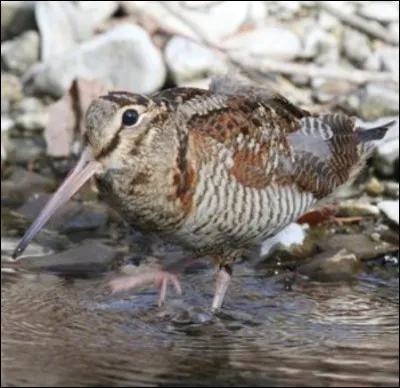 Quel est cet oiseau ?