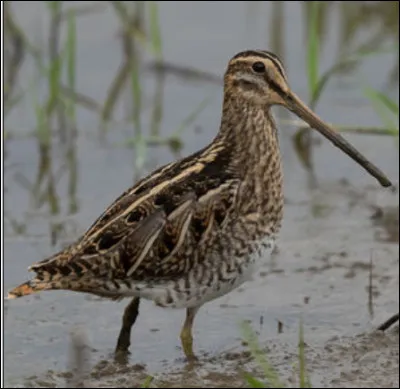 Quel est cet oiseau ?