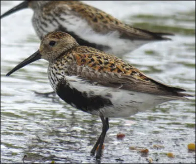 Quel est cet oiseau ?