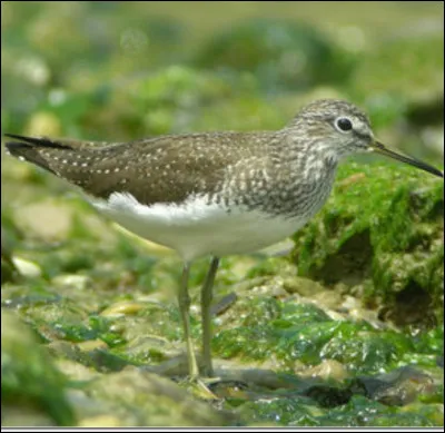 Quel est cet oiseau ?