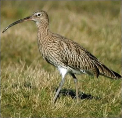 Quel est cet oiseau ?