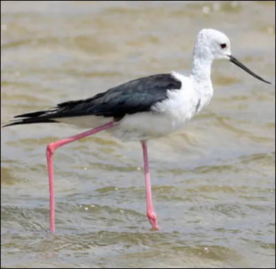 Quel est cet oiseau ?
