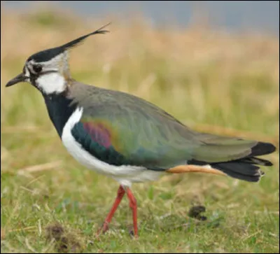 Quel est cet oiseau ?