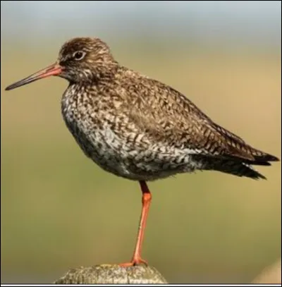 Quel est cet oiseau ?