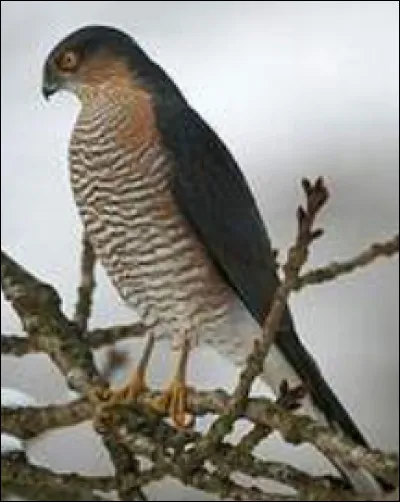 Quel est ce rapace ?