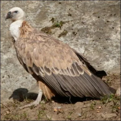 Quel est ce rapace ?