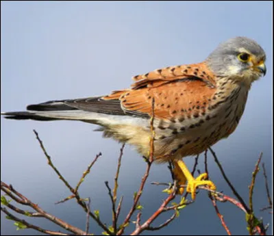 Quel est ce rapace ?