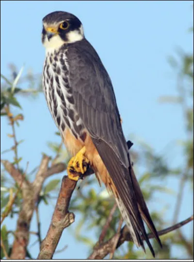 Quel est ce rapace ?