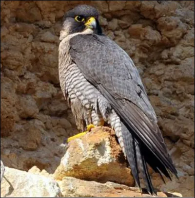 Quel est ce rapace ?