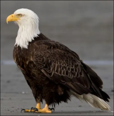 Quel est ce rapace ?