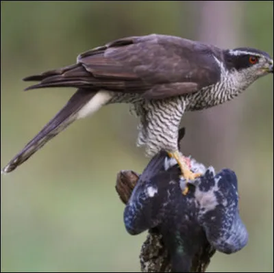 Quel est ce rapace ?