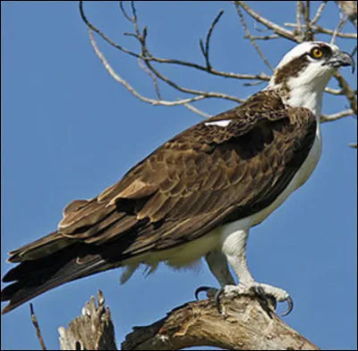 Quel est ce rapace ?