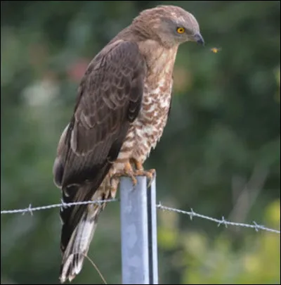 Quel est ce rapace ?