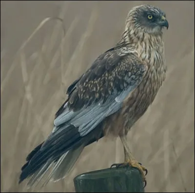 Quel est ce rapace ?