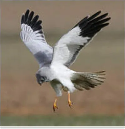 Quel est ce rapace ?