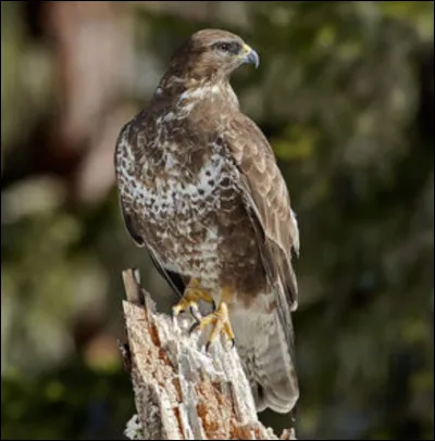 Quel est ce rapace ?