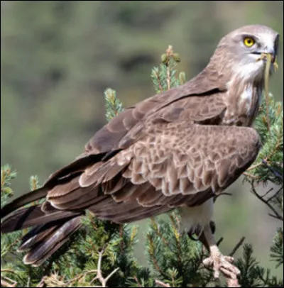 Quel est ce rapace ?