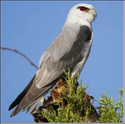 Quel est ce rapace ?