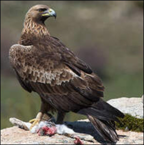 Quiz Rapaces