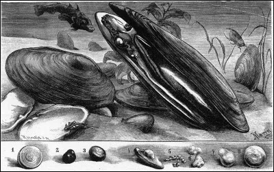 L'estomac du veau où se trouve la présure a pour nom...