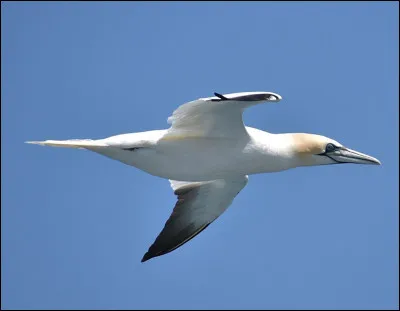 Raffolir voulait dire...