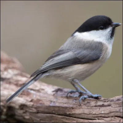 Quel est cet Oiseau ?
