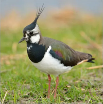 Ce vanneau huppé est..