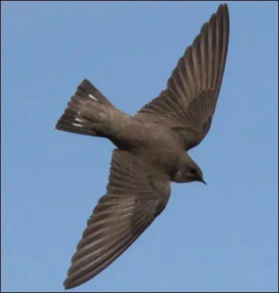 Cet oiseau est une hirondelle...
