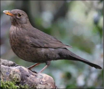 Quel est cet oiseau ?