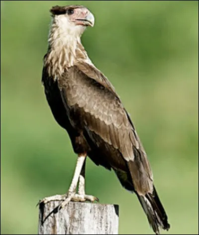 Quel est cet oiseau ?