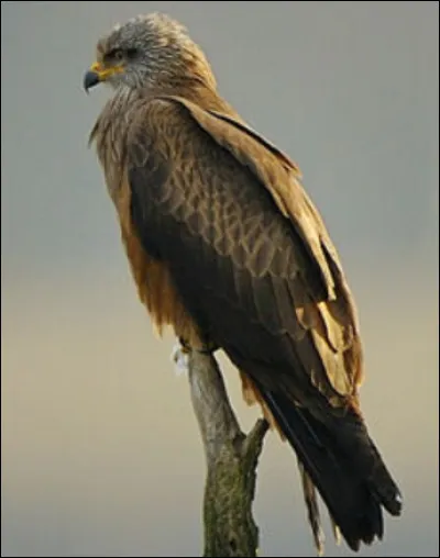 Quel est cet Oiseau ?