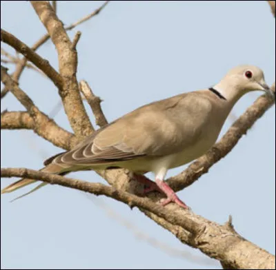 Quel est cet oiseau ?
