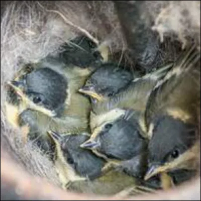 Quelle est cette espèce d'oiseau ?