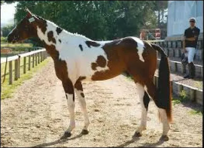 Quelle est cette robe ?