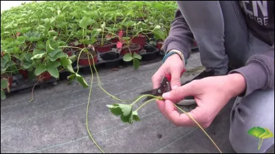 Qu'est-ce qu'un stolonnage ?