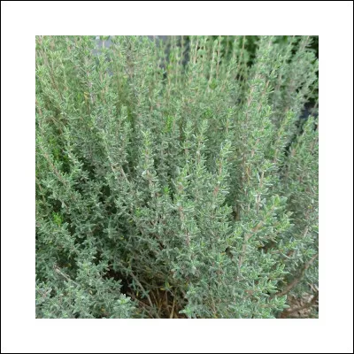 Que peut-on faire avec le thym ?