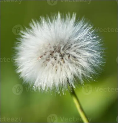 Qu'est-ce qu'un pissenlit ?