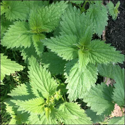 Qu'est-ce qu'une ortie ?