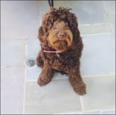 Ophélia est le .... chien d'Ariana Grande