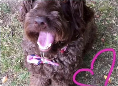 De quelle race est-il ?