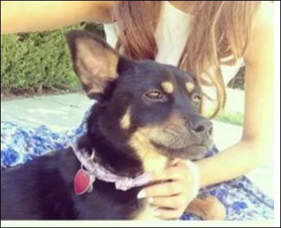 Coco Suzy est le ..... chien d'Ariana Grande