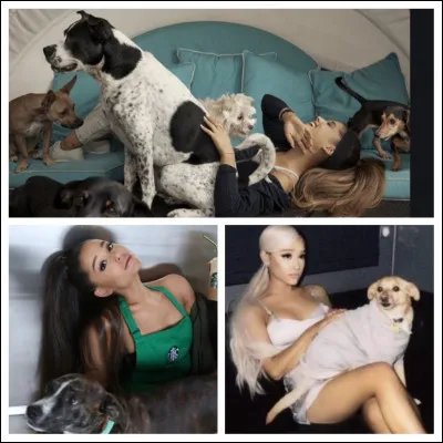 Qui est ce chien qui vit chez des amis d'Ariana ?