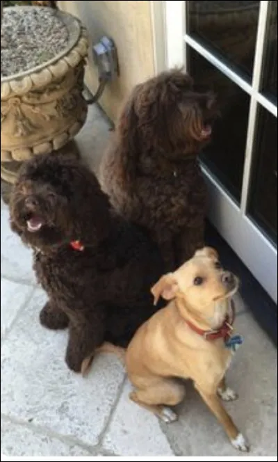 Sur cette photo, où voit-on son chien «Sirius Black» ?