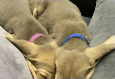 Quels chiens voit-on pratiquement toujours ensemble ?