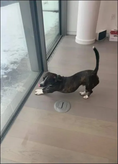 Quel chien était à la base le chien de Mac Miller (vu qu'ils étaient ensemble c'était aussi le sien) ?